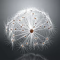 Dandelion Seed Puff Structure Featuring White Fluffy Pappus And Brown Seeds