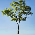 Tree With Slender Trunk Spreading Branches Green Leaves Blue Sky And Light Colored Ground