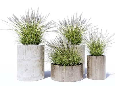 Decorative Potted Bonsai Plants in Concrete and Wooden Planters with Purple Spiked Grass 3d model