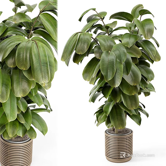 Lush Green Bonsai Potted Plant With Dense Vibrant Leaves And Stylish Ceramic Pot 3d model 
