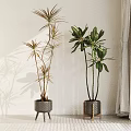 Indoor Potted Plants Different Types In Metal Planters With Light Colored Walls And Curtains