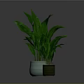 Leafy Green Plants in Three Different Colored Pots on Gray Surface