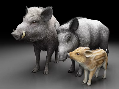 Three Realistic Wild Boars Including Adult And Young Piglets On Gray Background 3d model