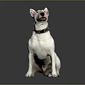 White Bull Terrier Sitting On Smooth Black Surface Wearing Black Collar Against Gray Background