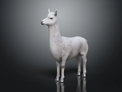 White Llama Full Body Standing Isolated On Dark Background With Shiny Reflection 3d model