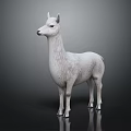 White Llama Full Body Standing Isolated On Dark Background With Shiny Reflection