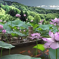 Vibrant Aquatic Plants Featuring Pink Lotus Flowers Large Leaves And Koi Fish In Natural Pond