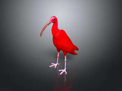 Red Bird With Long Curved Beak And Pink Legs Standing On Gray Background With Reflection 3d model
