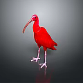 Red Bird With Long Curved Beak And Pink Legs Standing On Gray Background With Reflection