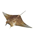 Brown Spotted Manta Ray With Flat Body Broad Fins And Graceful Swimming Posture