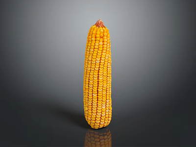 Fresh Yellow Corn Cob For Daily Cooking And Healthy Meals 3d model
