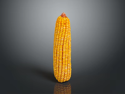 corn cartoon corn cartoon food grain crops 3d model