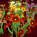 Multicolored Flowers With Red Yellow White Purple Blooms And Green Stems On Dark Red Background