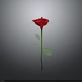Single Red Rose Plant with Green Stem and Leaves on Gray Background