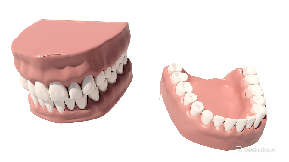 Dental Medical Device Upper Lower Jaw Teeth Model for Training and Prosthetics 3d model 