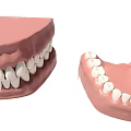 Dental Medical Device Upper Lower Jaw Teeth Model for Training and Prosthetics