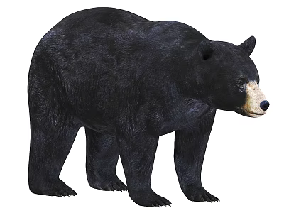 Realistic Black Bear Standing With Thick Black Fur And White Muzzle 3d model