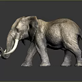 Detailed Elephant With Large Ears And Ivory Tusks Standing On Dark Background 3d model