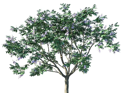 Vibrant Tall Tree With Lush Green Leaves And Purple Blossoms On Branches 3d model