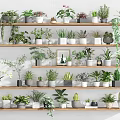 Multiple Bonsai Potted Plants on Multi Tiered Wooden Shelves with Various Greenery for Indoor Decor