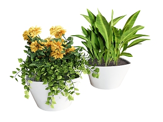 flowerpot plant potted plant green plant yellow flower 3d model