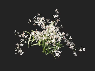 Beautiful White Star Shaped Flowers With Green Leaves Elegant Bouquet 3d model