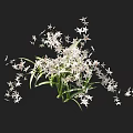 Beautiful White Star Shaped Flowers With Green Leaves Elegant Bouquet