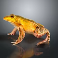 Yellow and Green Spotted Frog Standing on Black Surface With Reflection 3d model