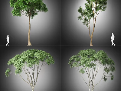 Different Arbor Tree Varieties With Lush Foliage And Various Crown Shapes 3d model