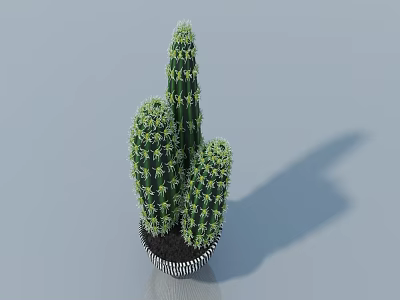 Green Cactus Bonsai Plant With Multiple Stems In Black And White Striped Pot 3d model