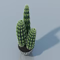 Green Cactus Bonsai Plant With Multiple Stems In Black And White Striped Pot