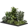 Lush Green Indoor Plants Arranged in Black Tray with Various Leafy Foliage