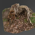 Decaying Old Tree Stump With Natural Texture Surrounded By Fallen Leaves And Grass 3d model