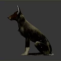 German Shepherd 3D Model Sitting with Brown Black Fur and Erect Ears on Gray Background