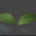 Two Symmetrical Green Leaves With Red Stem Connection Against Blue Background And Vibrant Veins