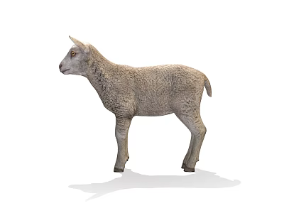Adorable Grey Lamb Standing On White Background With Soft Shadow 3d model