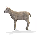 Adorable Grey Lamb Standing On White Background With Soft Shadow