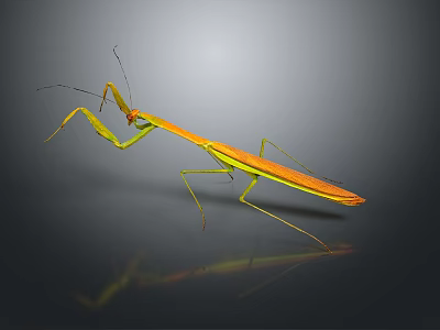 Orange yellow mantis with long legs on gray background showing clear reflection 3d model