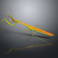 Orange yellow mantis with long legs on gray background showing clear reflection