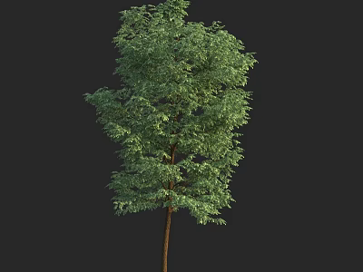 Lush Green Arbor With Dense Foliage And Brown Trunk Against Black Background 3d model