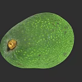 Fresh Green Avocado with Speckled Skin and Brown Stem Healthy Fruit