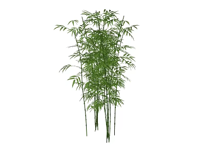 Tall Green Bamboo Plants With Lush Leaves For Natural Decorative Use 3d model