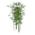 Tall Green Bamboo Plants With Lush Leaves For Natural Decorative Use