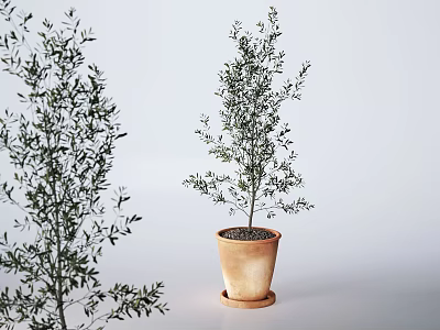 Bonsai Potted Olive Tree in Terracotta Pot with Green Leaves and Minimalist Background 3d model