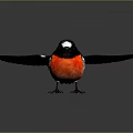 Black Winged Bird with White Head Patch and Red Chest Flying Against Gray Background 3d model