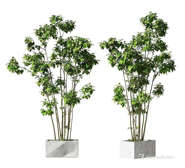 Lush Green Bonsai Potted Plants with Slender Trunks in Square White Pots 3d model 