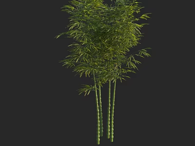 Three Bamboo Plants With Green Leaves And Tall Stalks On Black Background 3d model
