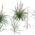 Beautiful Various Green Grass And Purple Flowers With Long Leaves And Different Heights