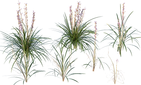 Outdoor Plant Flower Combination Lavender 3d model