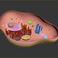 eukaryotic cell cross section cell cell structure cell tissue anatomy organ human organ 3d model